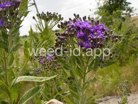 ironweed, western